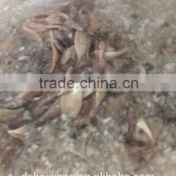 Landing Frozen Illex Squid Body With Size 400 - 600g