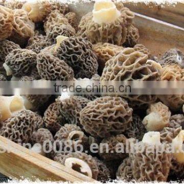 Dried Morel Edulis Mushroom Wild Mushroom