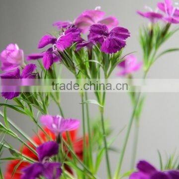 High grade Sweet William exporter of fresh cut flower