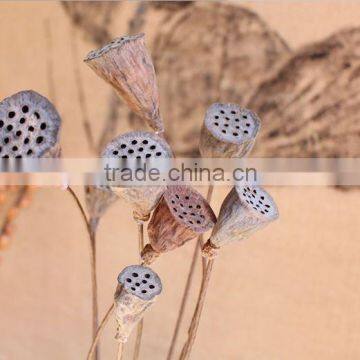 Hindu Lotus Seedpod Dried Flowers Artificial Flowers Decorative Flowers Seedpod of the Lotus