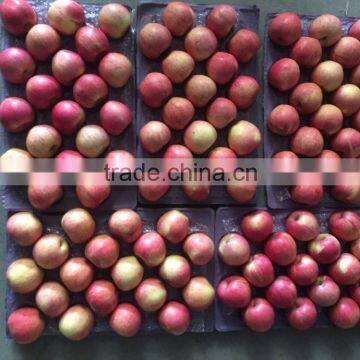 JINGCHUAN QINGUAN photo-4