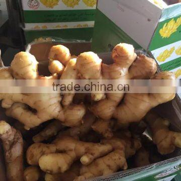 Natural Ginger Cheap Ginger Price Ginger Exporter