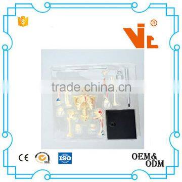 V-HM01 4D MASTER Artificial Human Bone Structure Model photo-5