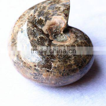 Wholesale Natural Snail Fossils shell animals fossils