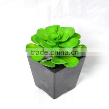 Attractive Succulent Desk Top Plant in black ceramic pot