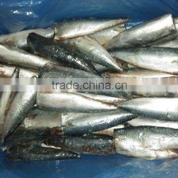 HGT Pacific Mackerel 100-150g/pcs BQF