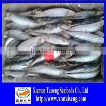 Frozen Whole Fish For Bait Best Sardines