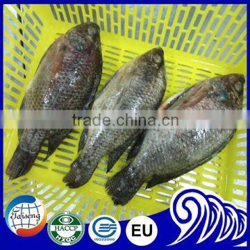 Fresh water fish Frozen Tilapia WGS