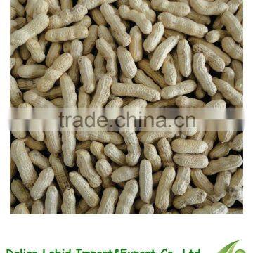 Chinese Peanut In Shell 2013 Crop High Quality