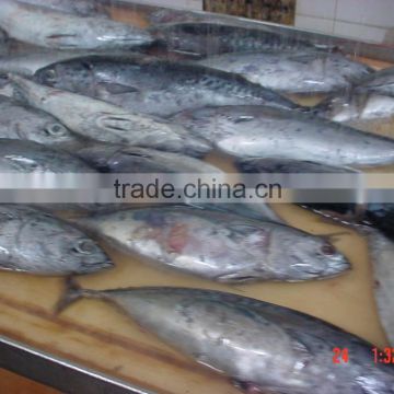 Delicious body part salt flake in vegetable oil canned tuna fish price