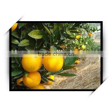 Navel Orange from Original with Best Price