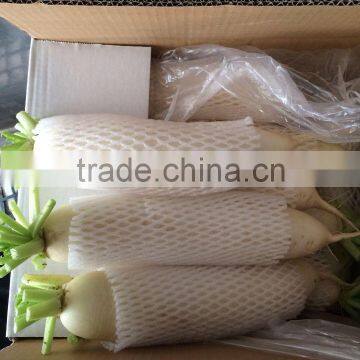 Fresh Chinese White Radish on sale