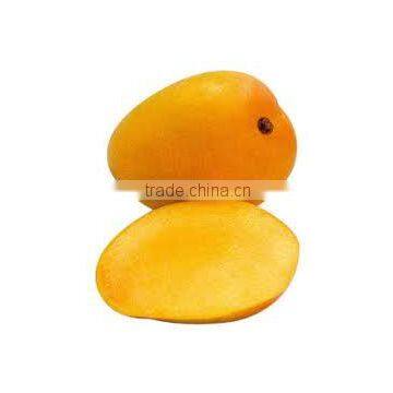 Mangifera indica variety chausa (Mango Chausa)