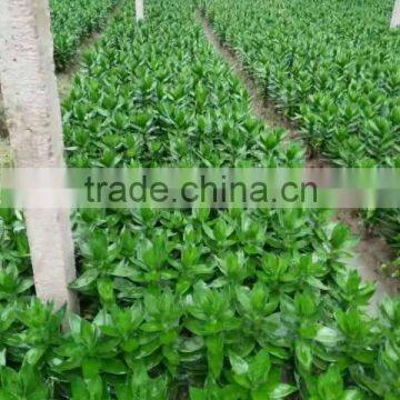 Lucky Bamboo photo-4