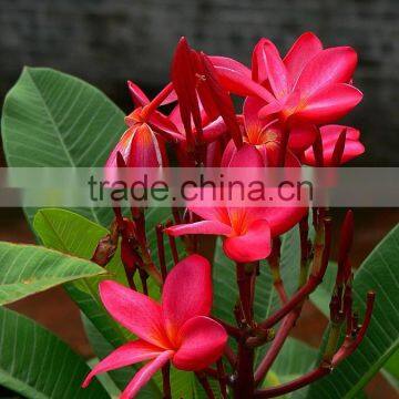 Red flower Plumeria rubra