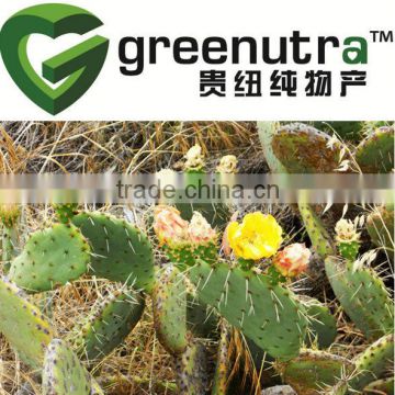 GMP manufacturer supply Cactus Extract