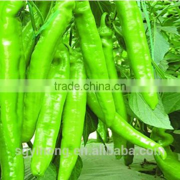 strong growth early maturity hybrid pepper seeds Jill F1