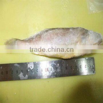 china yellow sea fish