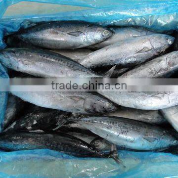 Frozen Tuna SkipJack Frozen Bonito Fish photo-2