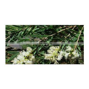 Cajeput Oil photo-2
