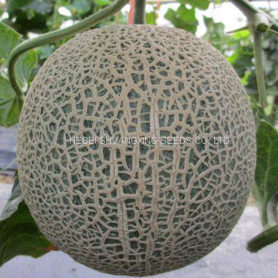 Cantaloupe Chinese Musk Round Shape Melon Seeds for Sale photo-2
