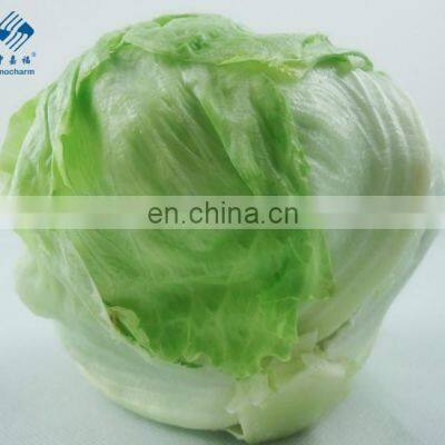 Fresh Head Garden Lettuce for exporting to lotte