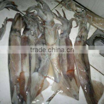 Frozen Illex squid fish