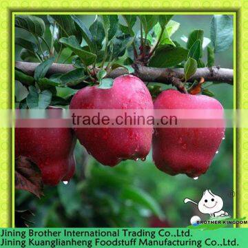 Wholesales China huaniu apple