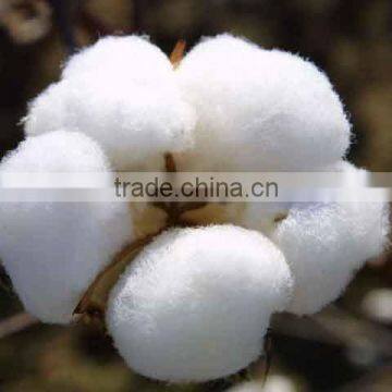 raw cotton