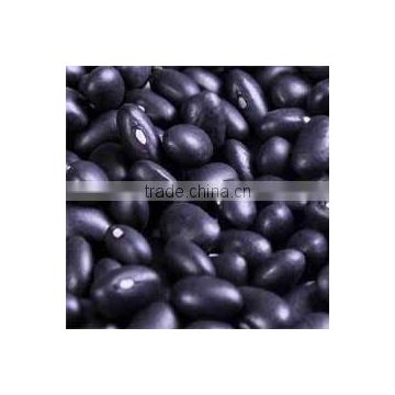 HPS black kidney bean 2012 crop