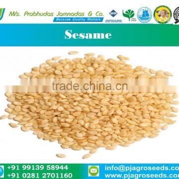 Sesame - Sortex