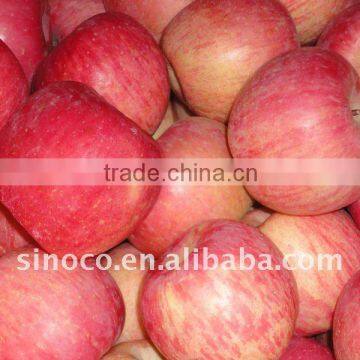 Paper Bagged Fuji Apple With Good Quality