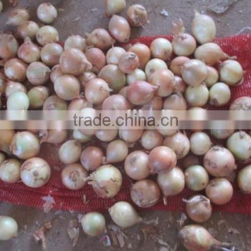 Factory Pirce for Fresh Red Onion Yellow Onion