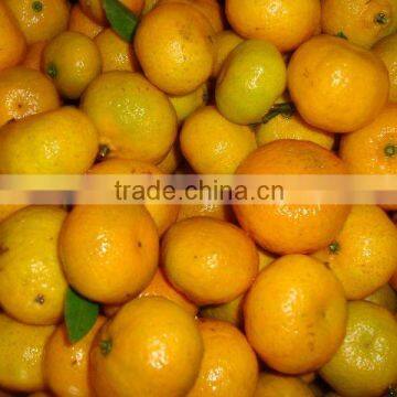 Citrus orange baby mandarin orange with wholesales price