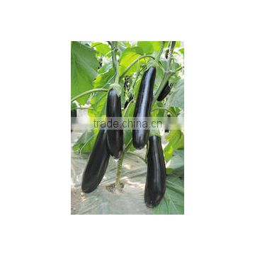 Hybrid eggplant seeds for growing- LG-homey