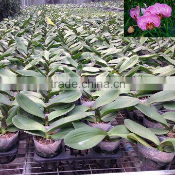 Colorful Phalaenopsis Seedling 5-8 Leaves in 3.5 Inch Pot for Exporting photo-2