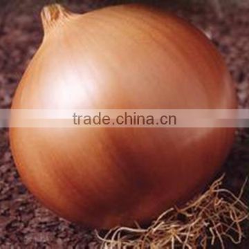 MON03 Huang 96 days global yellow onion seeds for sale