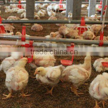 ^ nipple drinking system,chicken waterer feeder