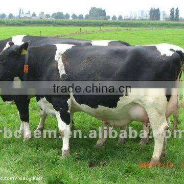 Cattle feed supplement