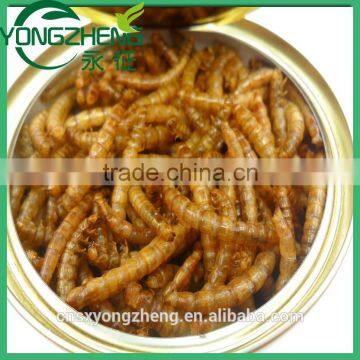 Dried Mealworms,Birds Food & Aquarium Fish Food photo-5