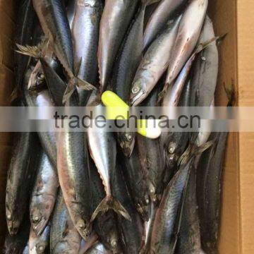 frozen tuna of pacific mackerel