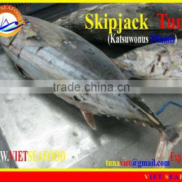 FROZEN SKIPJACK TUNA WHOLE ROUND