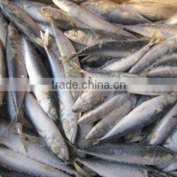 MACKEREL
