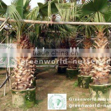 Washingtonia palm trees