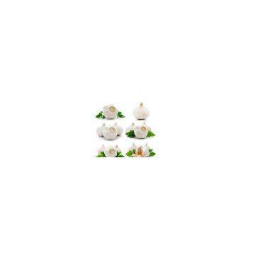 Garlic-2012 Pure White Garlic
