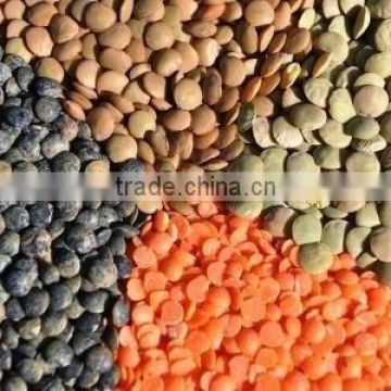 Lentils (Green/Red/Black/Brown/Split)