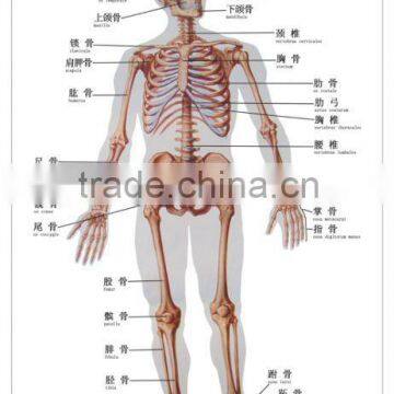 Artpaper Medical wall chart--human skeleton