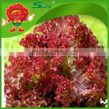 free of contamination hotbed red leaf lettuce