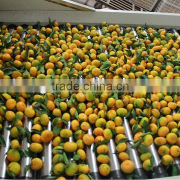 2013 new crop Fresh Baby Orange-factory supplying