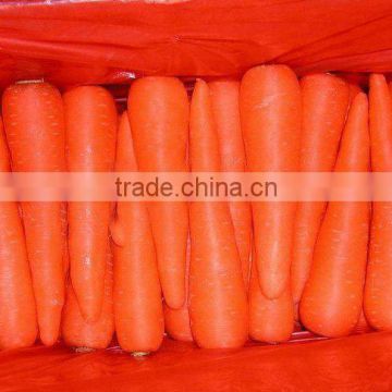 2014 base plant come out best-selling fresh carrot